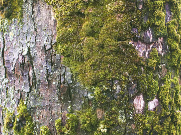 bark texture (ID:ffabg59929)