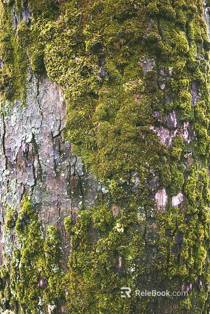 bark texture