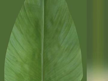 leaves texture (ID:ffagg47258)