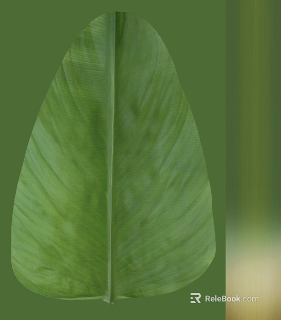 leaves texture