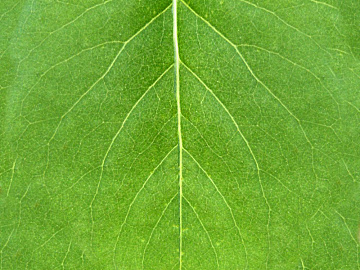 leaves texture (ID:ffagg44903)