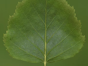 leaves texture (ID:ffacg51978)