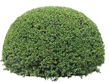 Shrubs texture (ID:ffaag58611)