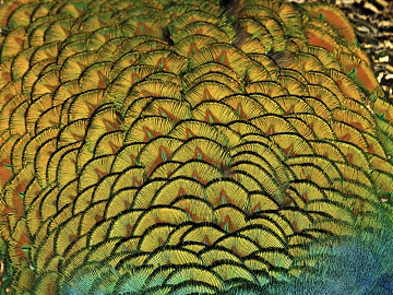animal hair texture (ID:ffajg01151)