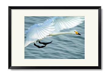 Animal painting texture (ID:ffacg62379)