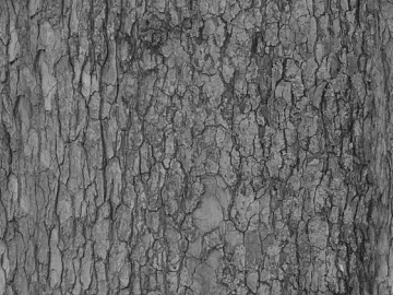 bark texture (ID:ffagg52082)