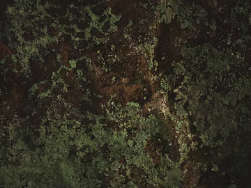 moss texture (ID:ffabg94017)