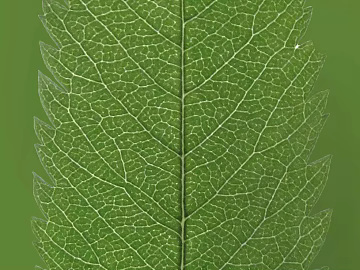 leaves texture (ID:ffacg03938)