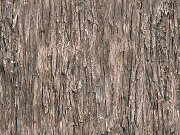 bark texture (ID:ffacg35427)