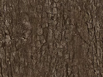 bark 3d model