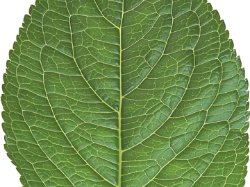 leaves texture (ID:ffajg44364)