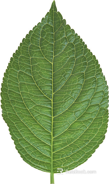 leaves texture