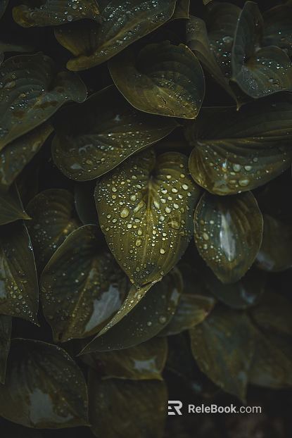 Plants texture