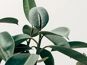 Plant painting texture (ID:ffacg12103)