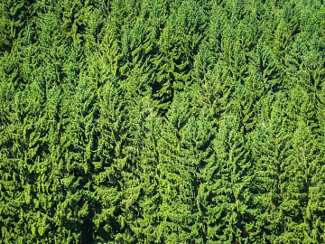 Forest texture (ID:ffaeg78453)