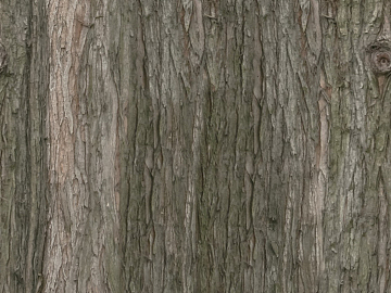 bark texture (ID:ffaag50959)