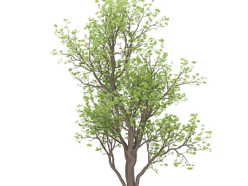 Plant painting texture (ID:ffajg10894)