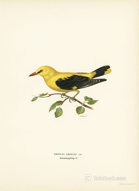 Animal painting texture