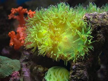 Coral texture (ID:ffaeg09127)
