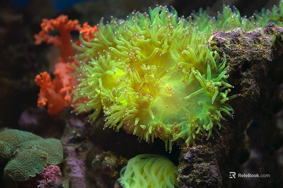 Coral texture