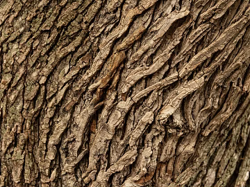 bark texture (ID:ffabg78387)