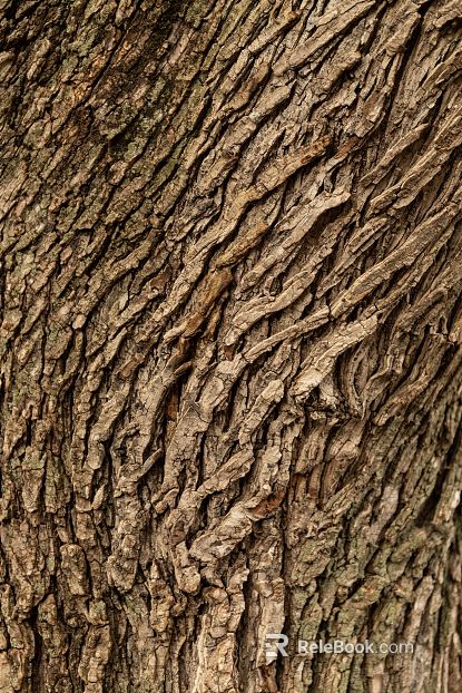 bark texture