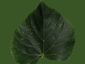 leaves texture (ID:ffabf1036)
