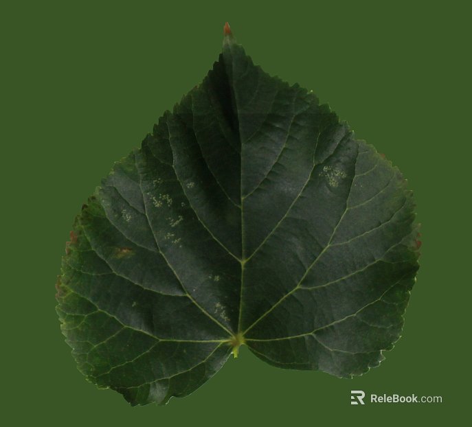 leaves texture