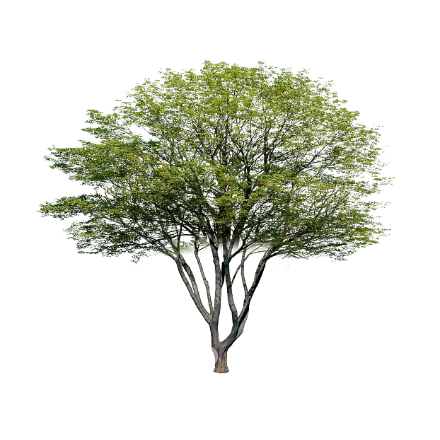 Tree texture