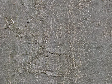 bark texture (ID:ffacg25885)