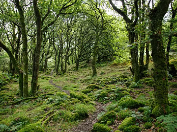 Qiuqu trunk thick moss fern green plant winding path light transmission forest gap exterior view texture (ID:ffach177263)
