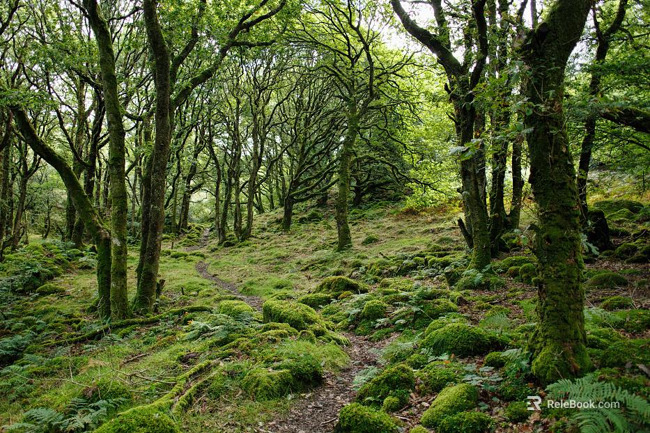 Qiuqu trunk thick moss fern green plant winding path light transmission forest gap exterior view texture
