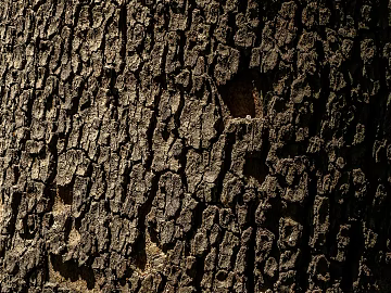 bark texture (ID:ffabg37212)