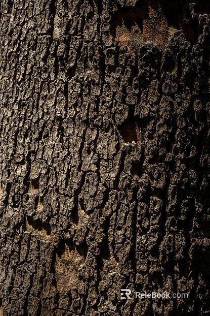 bark texture