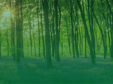 Forest texture (ID:ffaeg91589)