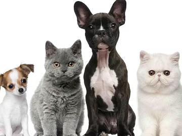 Animal painting 3d model