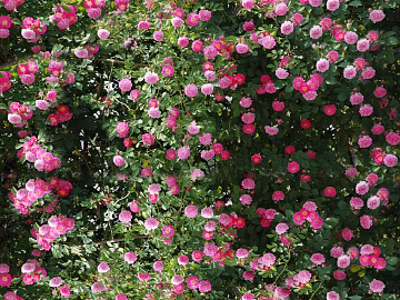 Flowers texture (ID:ffaeg53459)