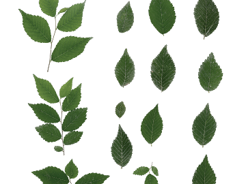 leaves texture (ID:ffagg79284)