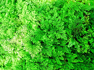 Plants texture (ID:ffabg47540)
