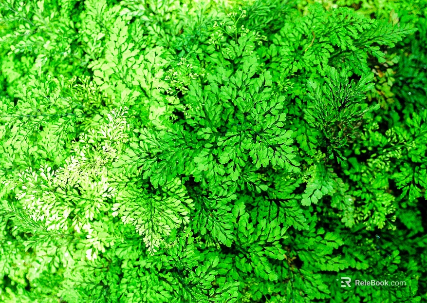 Plants texture