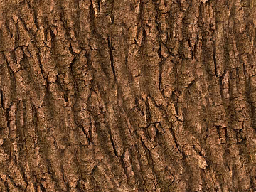 Wood Bark Wood veneer Wood Wood Bark texture (ID:ffach620268)