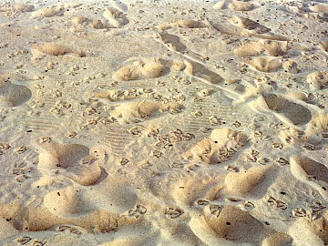 Sand texture (ID:ffagg53038)