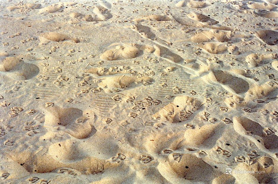 Sand texture