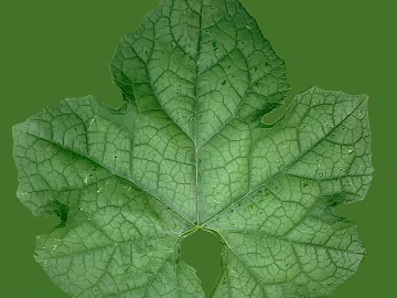 leaves texture (ID:ffagg20623)