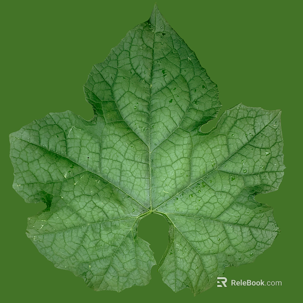 leaves texture