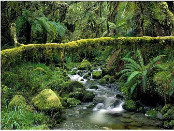 Wild Scenery texture (ID:ffaif3146)