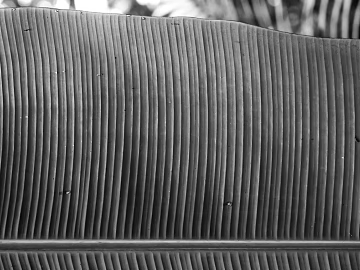 Natural texture of gray banana leaf (ID:ffaeh731074)