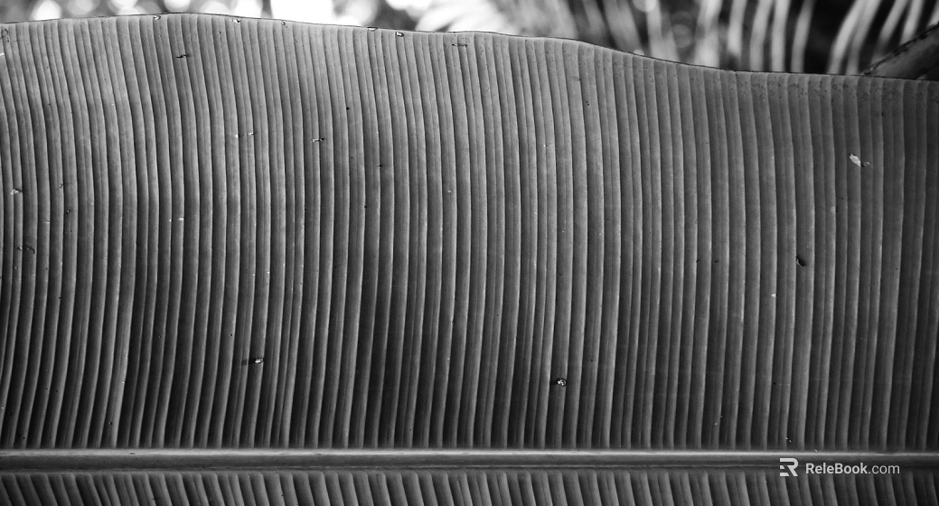 Natural texture of gray banana leaf texture