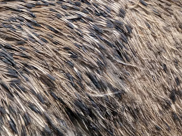 Plants texture (ID:ffabg24643)