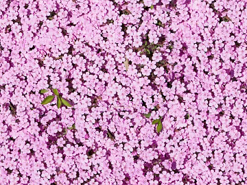 shrub flowers bushes texture (ID:ffaeh411117)